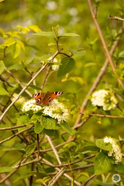 Papillon