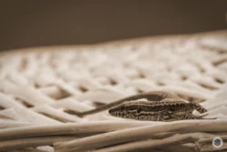 Lézard