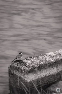 Oiseau sur muret au bord de l'eau