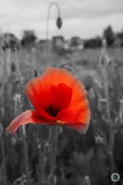 Coquelicot