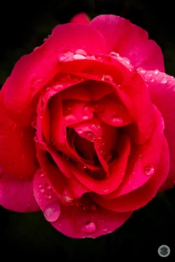 Rose et gouttes