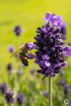 Abeille lavande