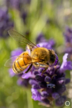 Abeille lavande