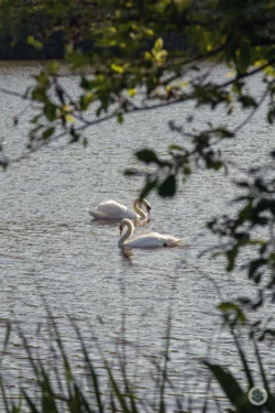 Cygne sur le lac de l'Ailette