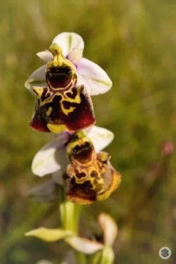 Orchidée sauvage dans l'Aisne