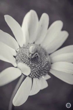 Araignée sur une fleur