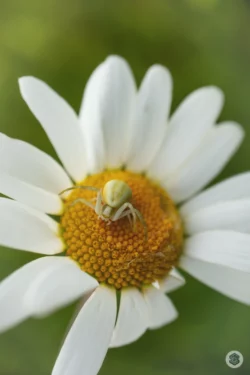 Araignée sur une fleur