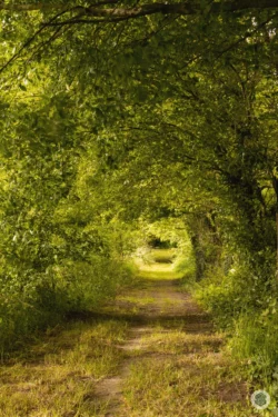 Sous bois dans l'Aisne