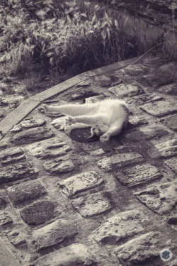 Chat sur pavés