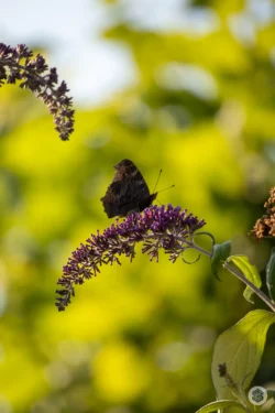 Papillon