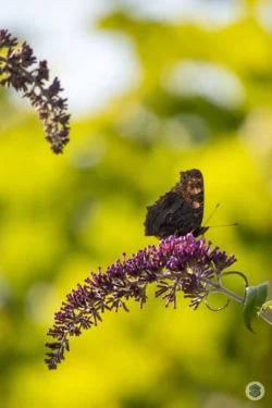 Papillon