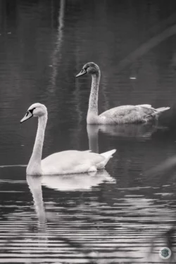 Cygne et jeune cygne