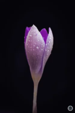Crocus