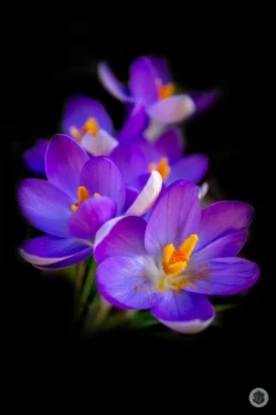 Crocus