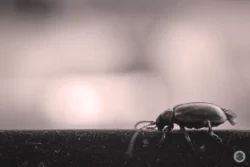 Gros plan insecte