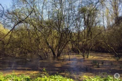 Marais Pinon Aisne