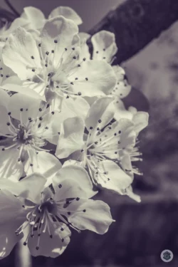 Fleur de poirier