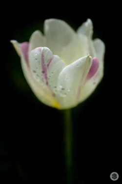 Tulipe