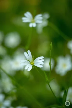 Fleur sauvage