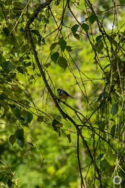 Oiseau dans un arbre