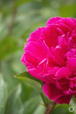Pivoine