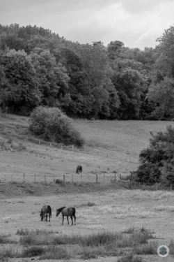 Chevaux dans une pature