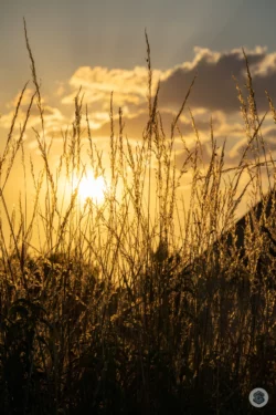 Heure dorée derrière les herbes