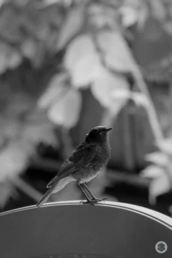 Oiseau sur une chaise
