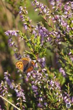Papillon dans la bruyère