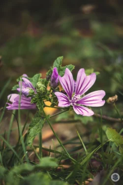 Fleur