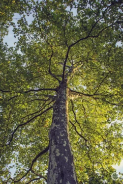 Arbre
