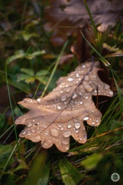Feuille de chêne