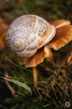 Escargot sur champignon