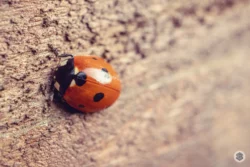 Coccinelle