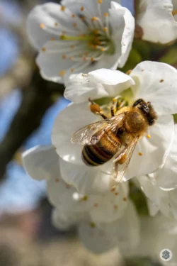 Abeille sur fleur de cerisier