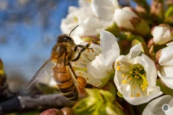 Abeille sur fleur de cerisier