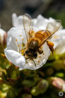 Abeille sur fleur de cerisier