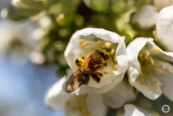 Abeille sur fleur de cerisier