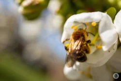 Abeille sur fleur de cerisier